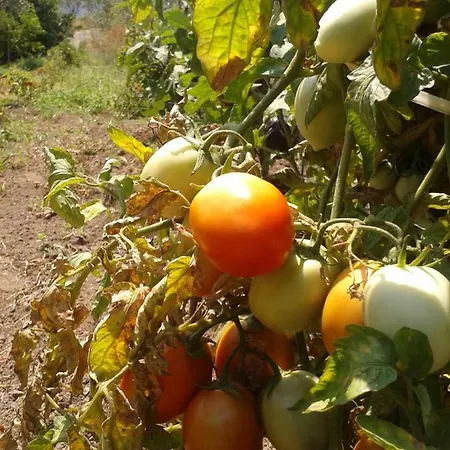Filippone *
